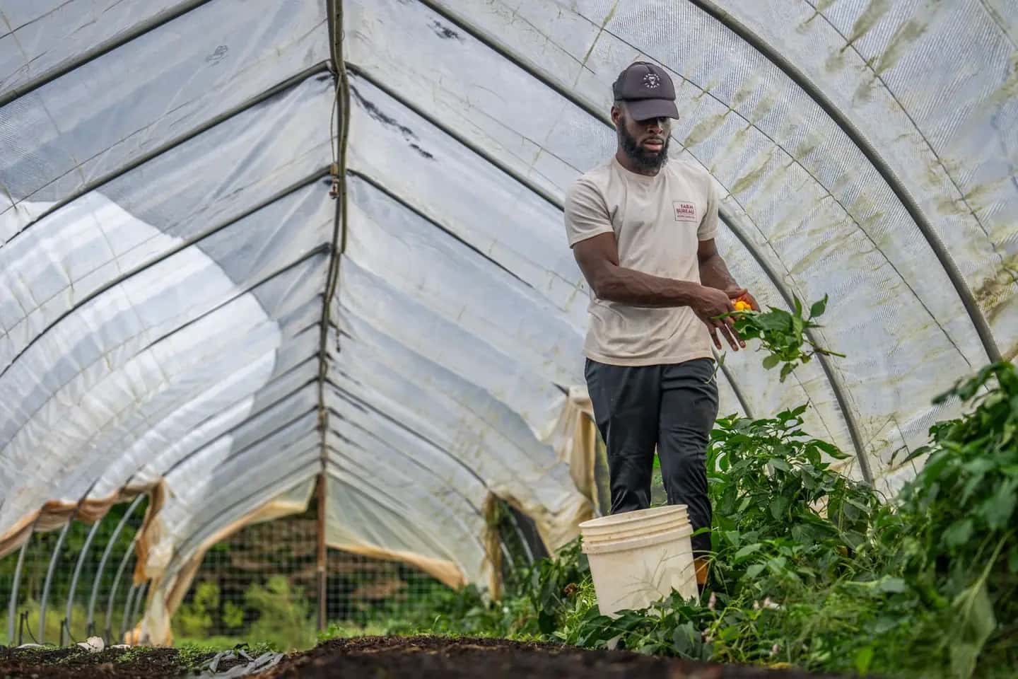 Farmer Harvesting Vegetables Inside Greenhouse