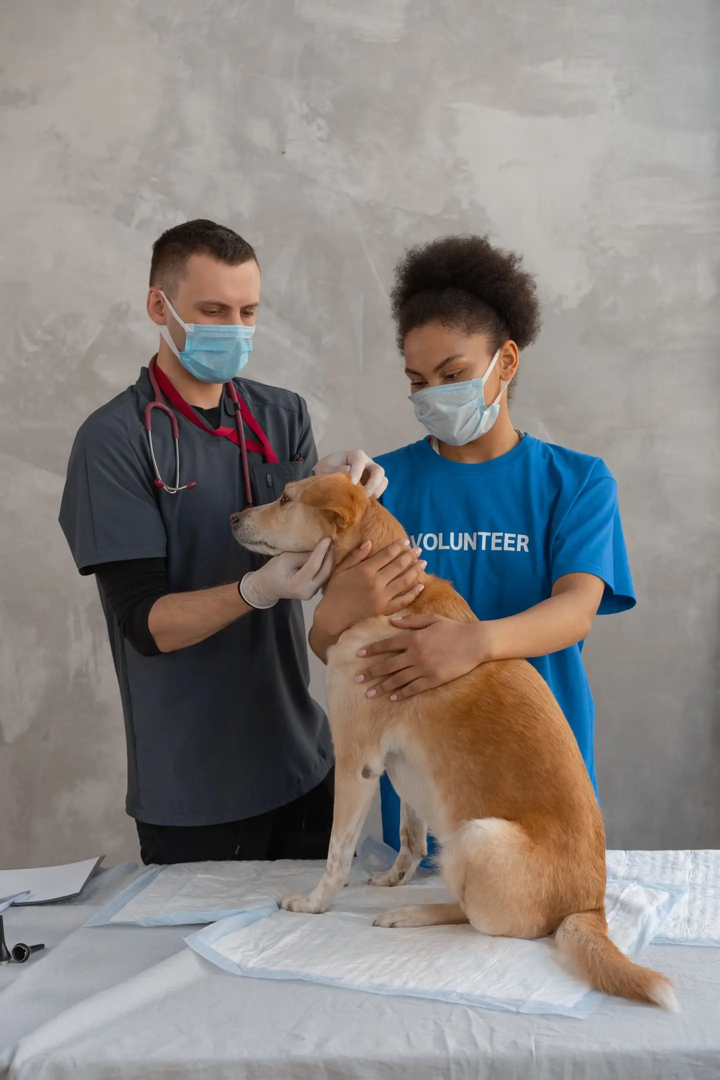 Dog Getting Checked
