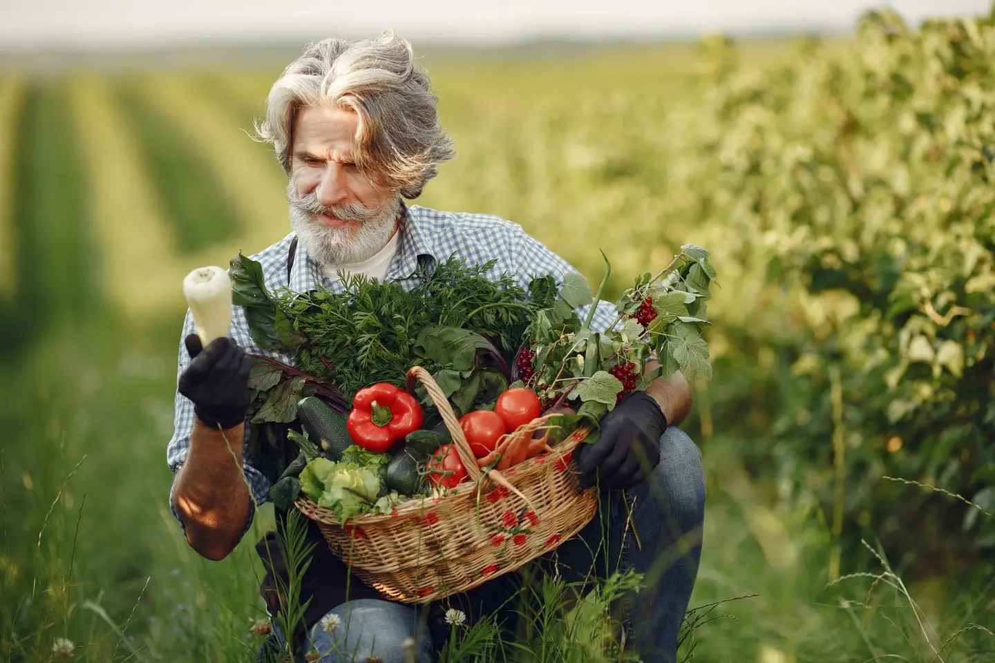 Elderly Farmer Collecting Vegetables on Farm